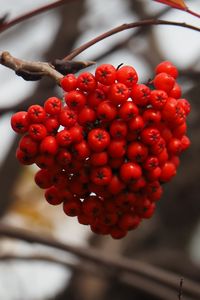 Preview wallpaper rowan, berries, branch, autumn, macro