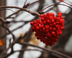 Preview wallpaper rowan, berries, branch, autumn, macro