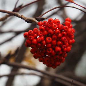 Preview wallpaper rowan, berries, branch, autumn, macro