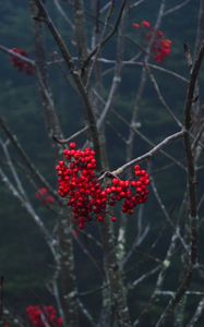 Preview wallpaper rowan, berries, branch, tree, macro