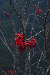 Preview wallpaper rowan, berries, branch, tree, macro