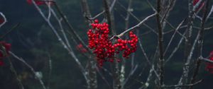 Preview wallpaper rowan, berries, branch, tree, macro