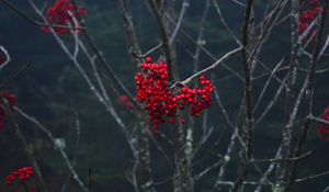 Preview wallpaper rowan, berries, branch, tree, macro