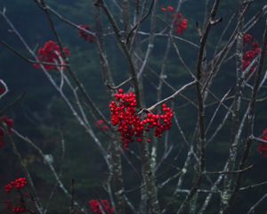 Preview wallpaper rowan, berries, branch, tree, macro