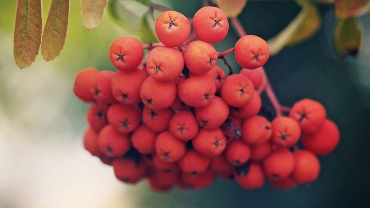 Wallpaper rowan, berries, branch, leaves, macro