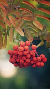 Preview wallpaper rowan, berries, branch, leaves, macro