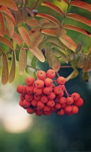 Preview wallpaper rowan, berries, branch, leaves, macro