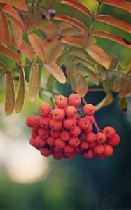 Preview wallpaper rowan, berries, branch, leaves, macro