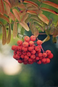 Preview wallpaper rowan, berries, branch, leaves, macro