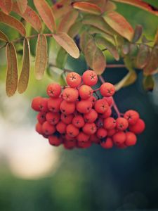 Preview wallpaper rowan, berries, branch, leaves, macro