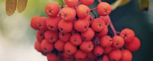 Preview wallpaper rowan, berries, branch, leaves, macro