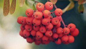 Preview wallpaper rowan, berries, branch, leaves, macro