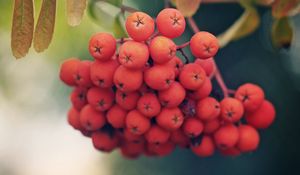 Preview wallpaper rowan, berries, branch, leaves, macro