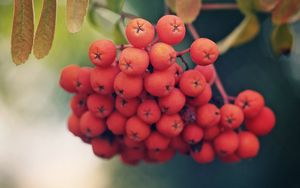 Preview wallpaper rowan, berries, branch, leaves, macro