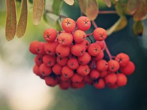 Preview wallpaper rowan, berries, branch, leaves, macro