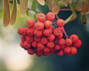 Preview wallpaper rowan, berries, branch, leaves, macro