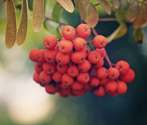 Preview wallpaper rowan, berries, branch, leaves, macro