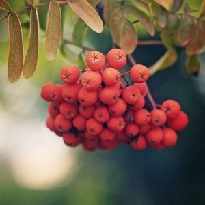 Preview wallpaper rowan, berries, branch, leaves, macro