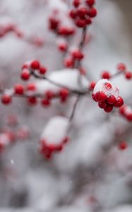 Preview wallpaper rowan, berries, branch, snow, macro, blur