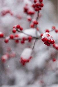 Preview wallpaper rowan, berries, branch, snow, macro, blur