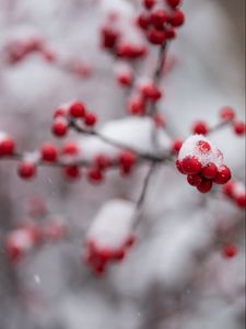 Preview wallpaper rowan, berries, branch, snow, macro, blur