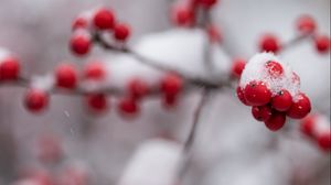 Preview wallpaper rowan, berries, branch, snow, macro, blur