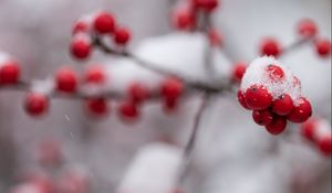 Preview wallpaper rowan, berries, branch, snow, macro, blur