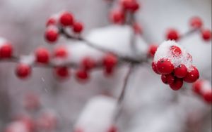 Preview wallpaper rowan, berries, branch, snow, macro, blur