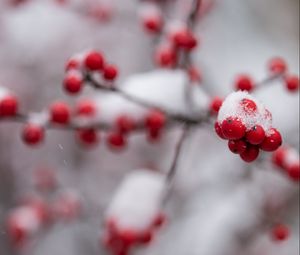 Preview wallpaper rowan, berries, branch, snow, macro, blur