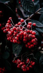 Preview wallpaper rowan berries, branch, leaves, vegetation