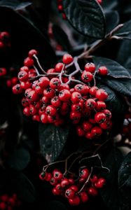 Preview wallpaper rowan berries, branch, leaves, vegetation