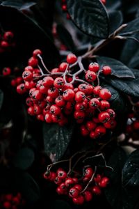 Preview wallpaper rowan berries, branch, leaves, vegetation