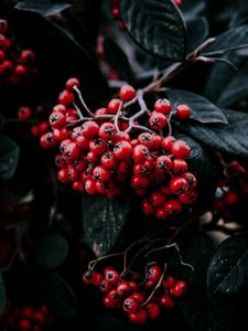 Preview wallpaper rowan berries, branch, leaves, vegetation