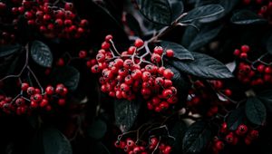 Preview wallpaper rowan berries, branch, leaves, vegetation