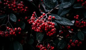 Preview wallpaper rowan berries, branch, leaves, vegetation