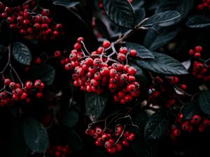 Preview wallpaper rowan berries, branch, leaves, vegetation