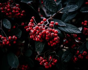 Preview wallpaper rowan berries, branch, leaves, vegetation