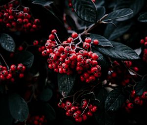 Preview wallpaper rowan berries, branch, leaves, vegetation