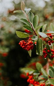 Preview wallpaper rowan, berries, branches, leaves, wet