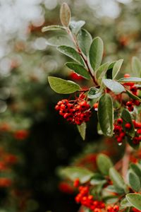 Preview wallpaper rowan, berries, branches, leaves, wet