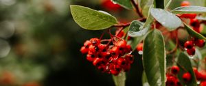 Preview wallpaper rowan, berries, branches, leaves, wet