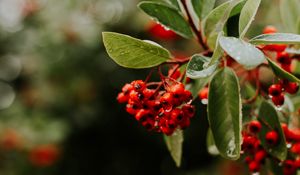 Preview wallpaper rowan, berries, branches, leaves, wet