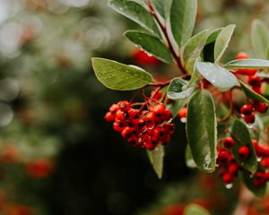 Preview wallpaper rowan, berries, branches, leaves, wet