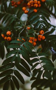 Preview wallpaper rowan, berries, branches, leaves, plant