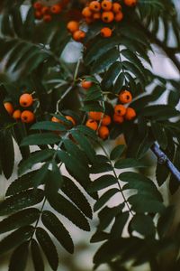 Preview wallpaper rowan, berries, branches, leaves, plant