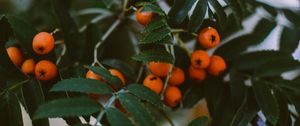 Preview wallpaper rowan, berries, branches, leaves, plant