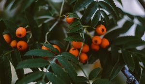 Preview wallpaper rowan, berries, branches, leaves, plant