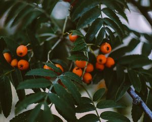 Preview wallpaper rowan, berries, branches, leaves, plant