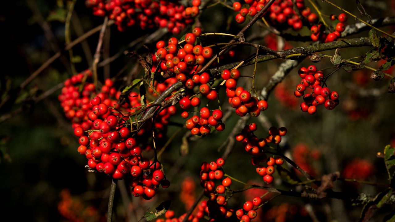 Wallpaper rowan, berries, branches, red, nature