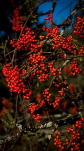 Preview wallpaper rowan, berries, branches, red, nature